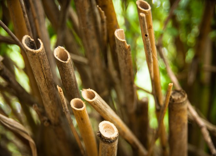 cañas-para-clarinete